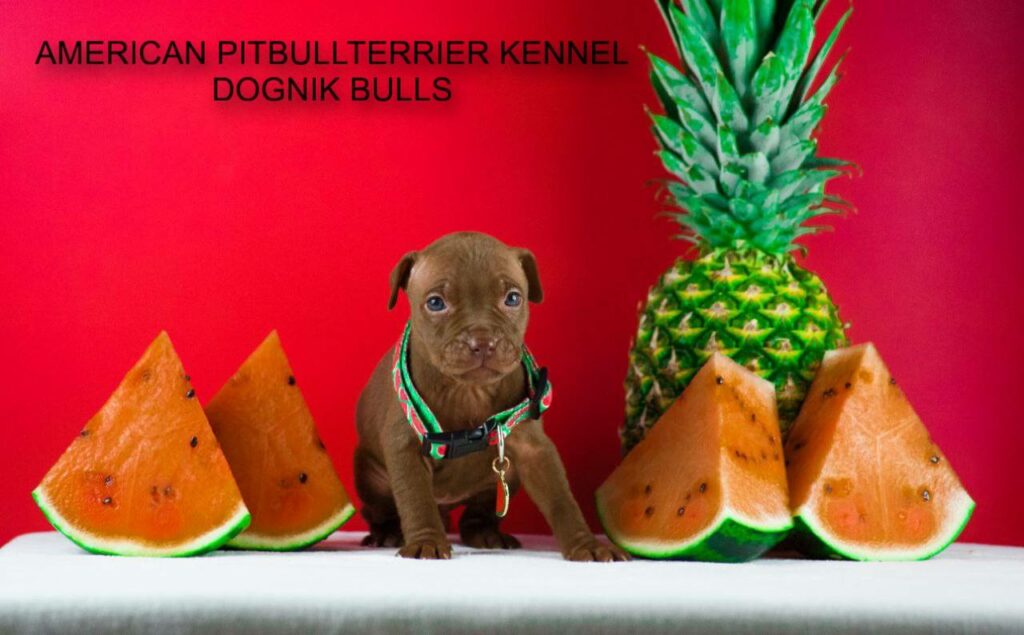Pitbull terrier kennels near me