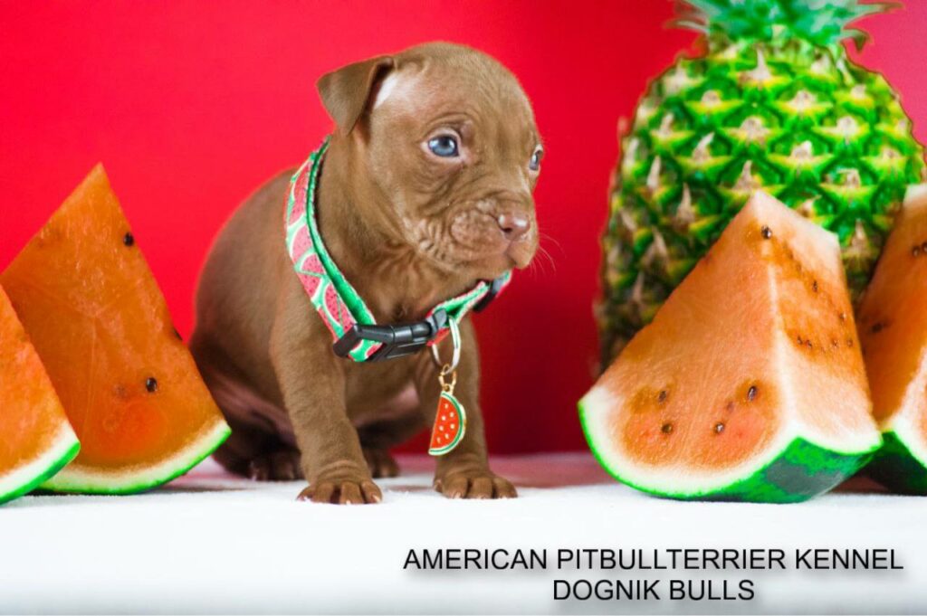 Pitbull kennel Dognik Bulls
