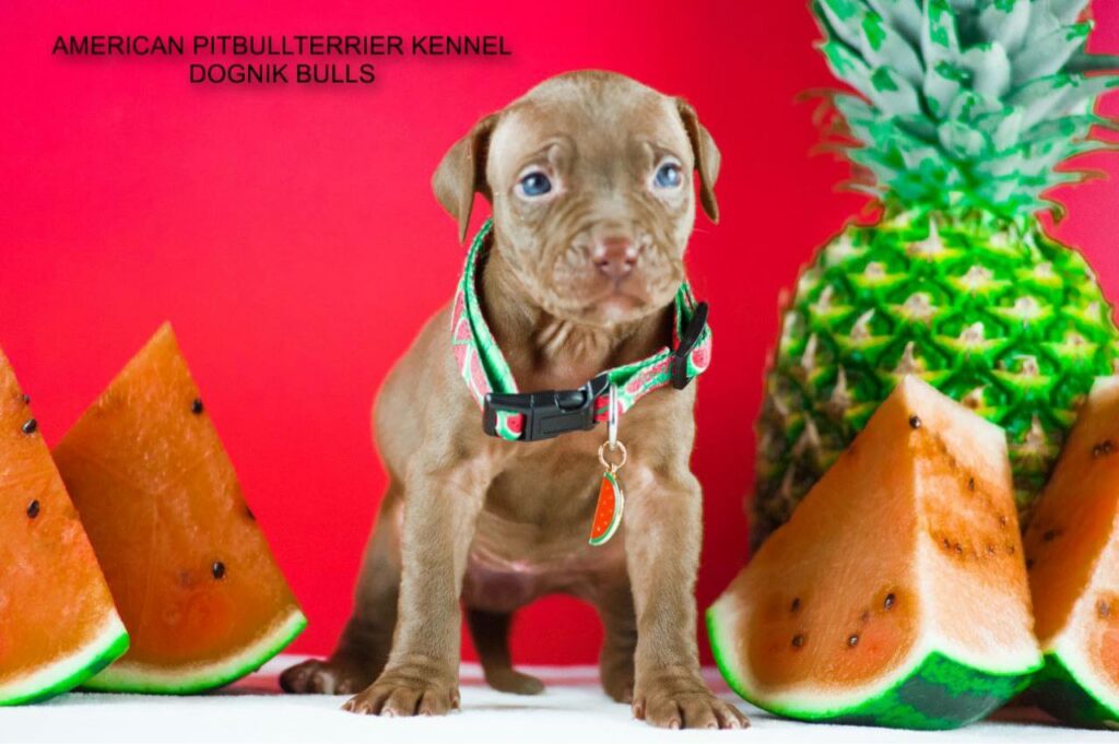 Pitbull kennel Dognik Bulls