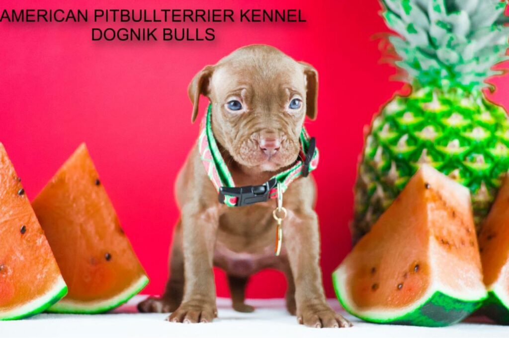 Pitbull kennel Dognik Bulls
