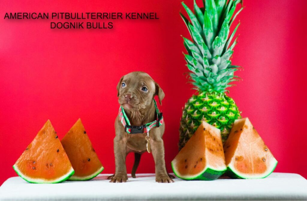 Pitbull kennel Dognik Bulls