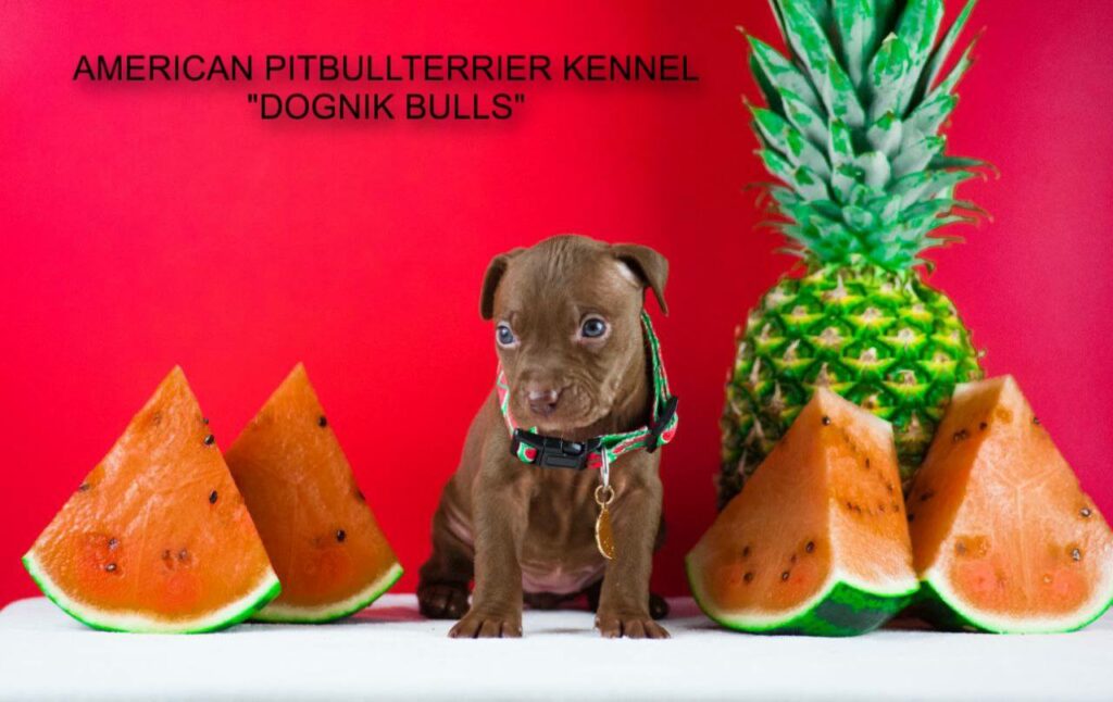 the best pitbull puppy Dognik Bulls
