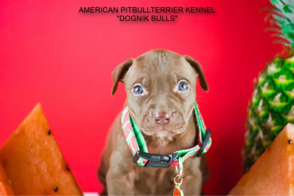 the best pitbull puppy Dognik Bulls