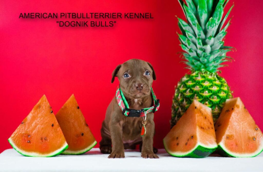 the best pitbull puppy Dognik Bulls