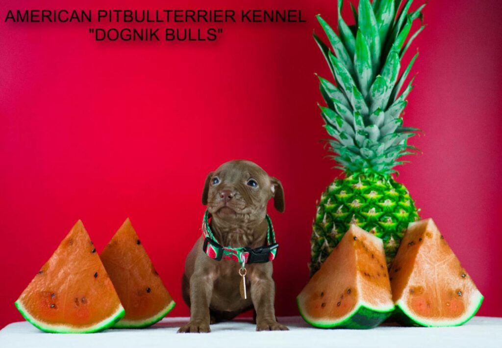 Pitbullterrier kennel Europe Dognik Bulls
