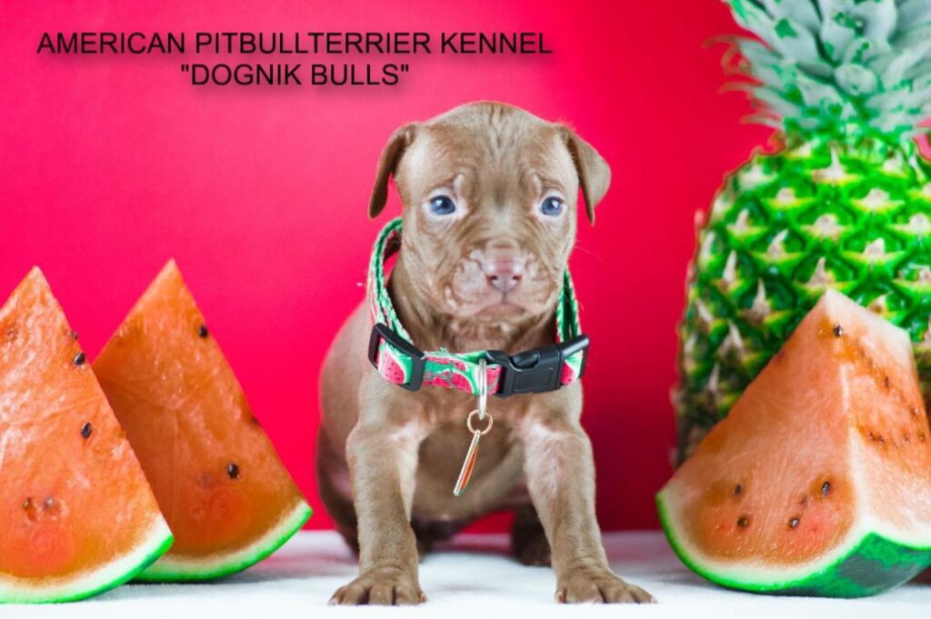 Pitbullterrier kennel Europe Dognik Bulls