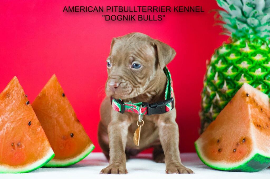 Pitbullterrier kennel Europe Dognik Bulls