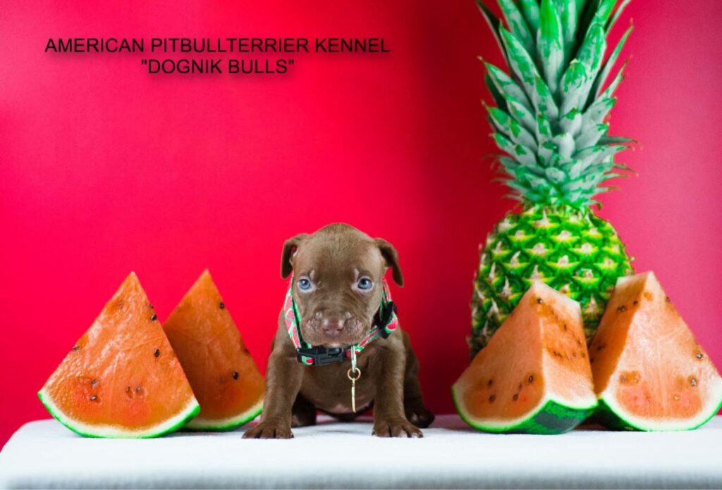 American pitbull puppy