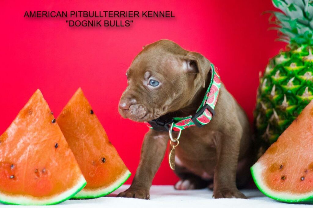 American pitbull puppy