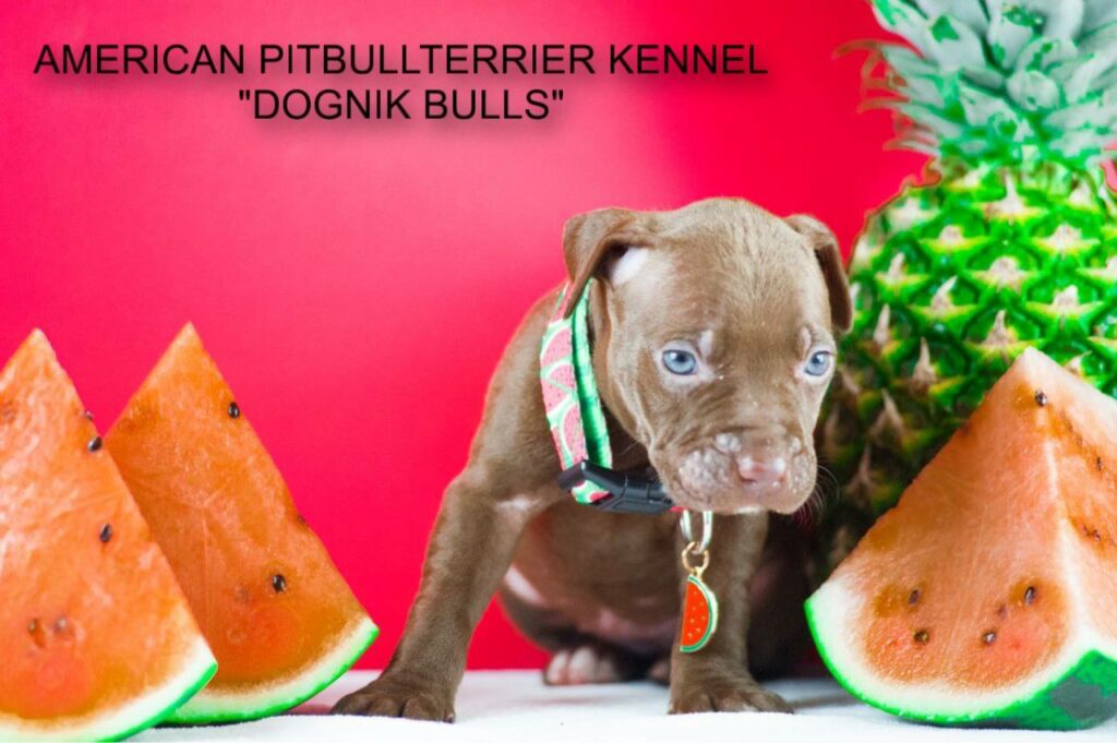 American pitbull puppy