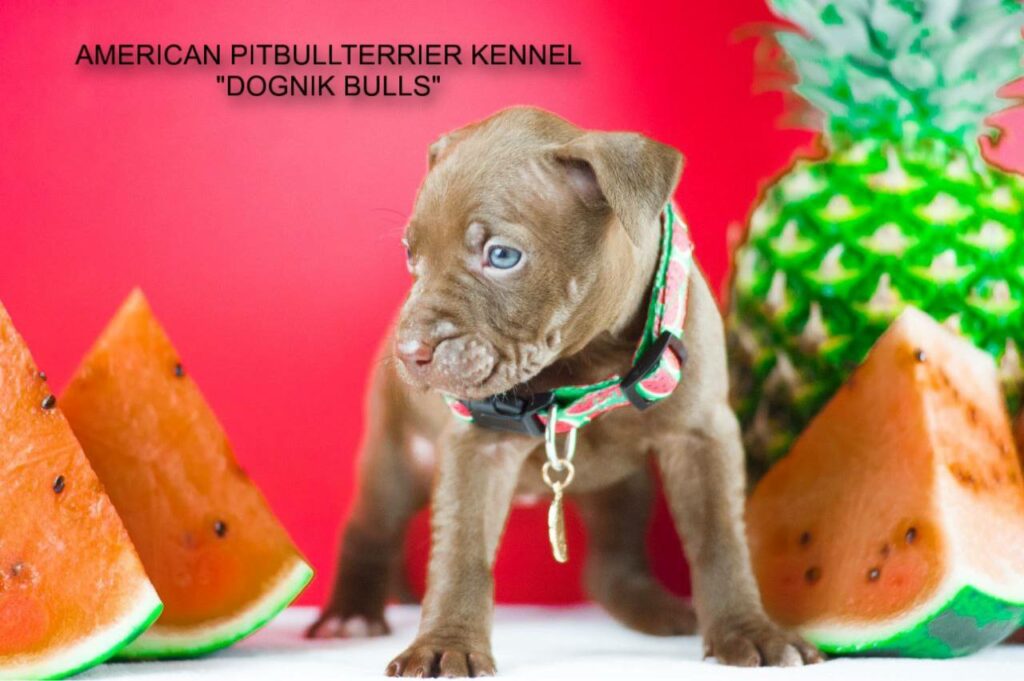 American pitbull puppy