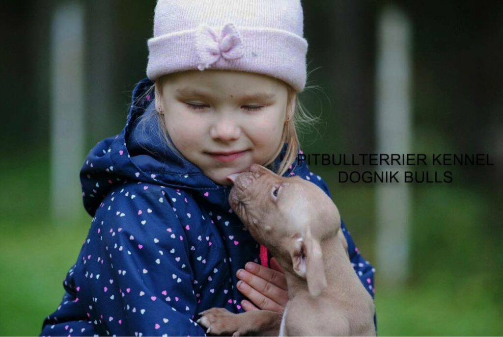 Pitbull puppy for sale in Europe