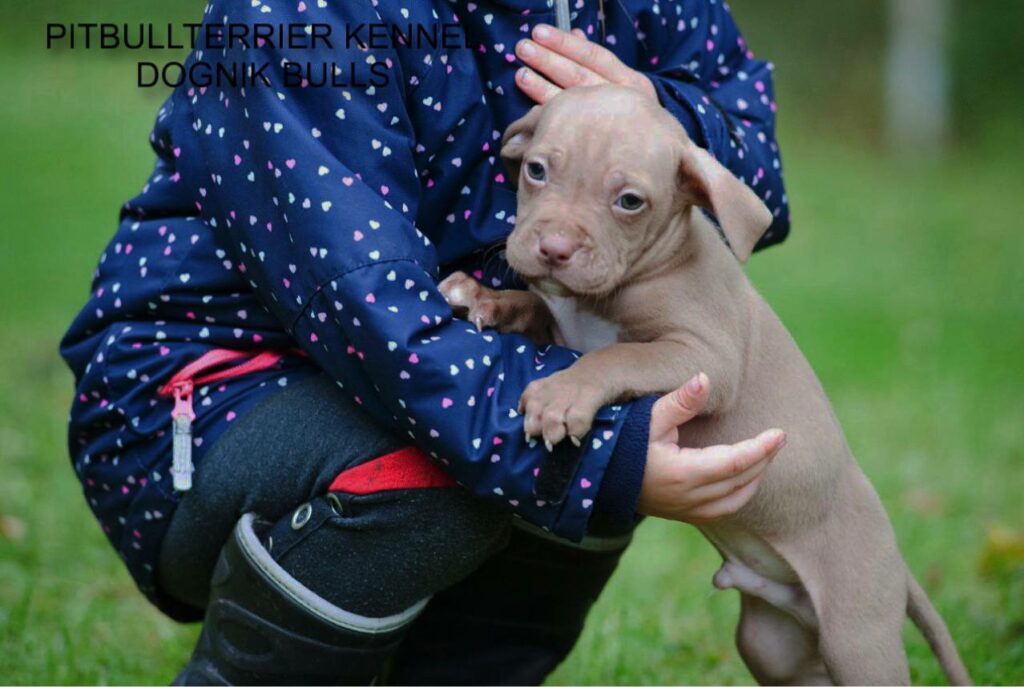 Pitbull puppy for sale in Europe