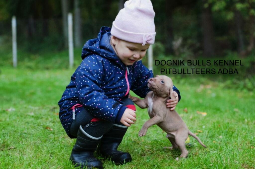 Pitbull puppy for sale in Europe