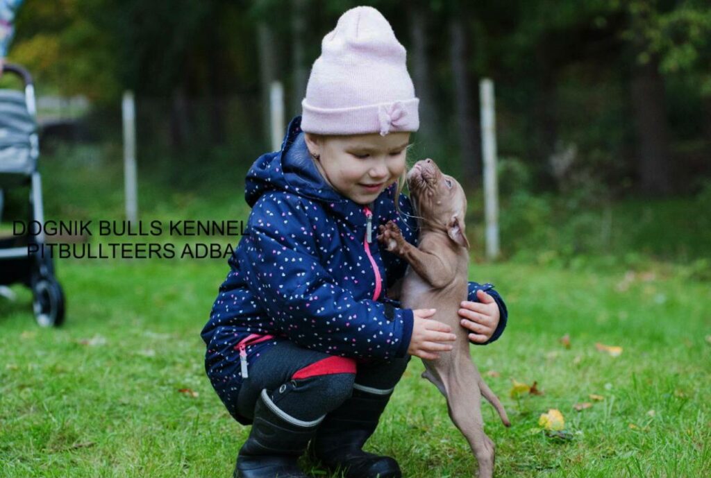 Pitbull puppy for sale in Europe