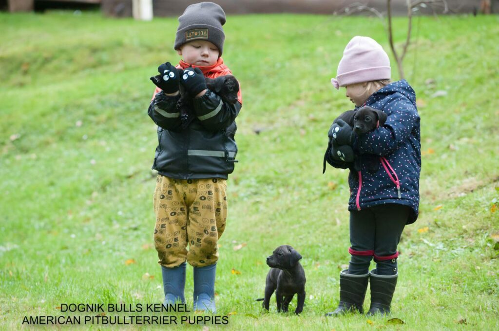 american pitbull terrier puppies with kids in Latvia, Dognik Bulls kennel