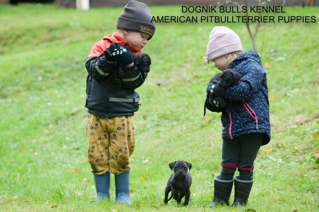 children holding pitbull puppies outdoors, Dognik Bulls kennel Latvia