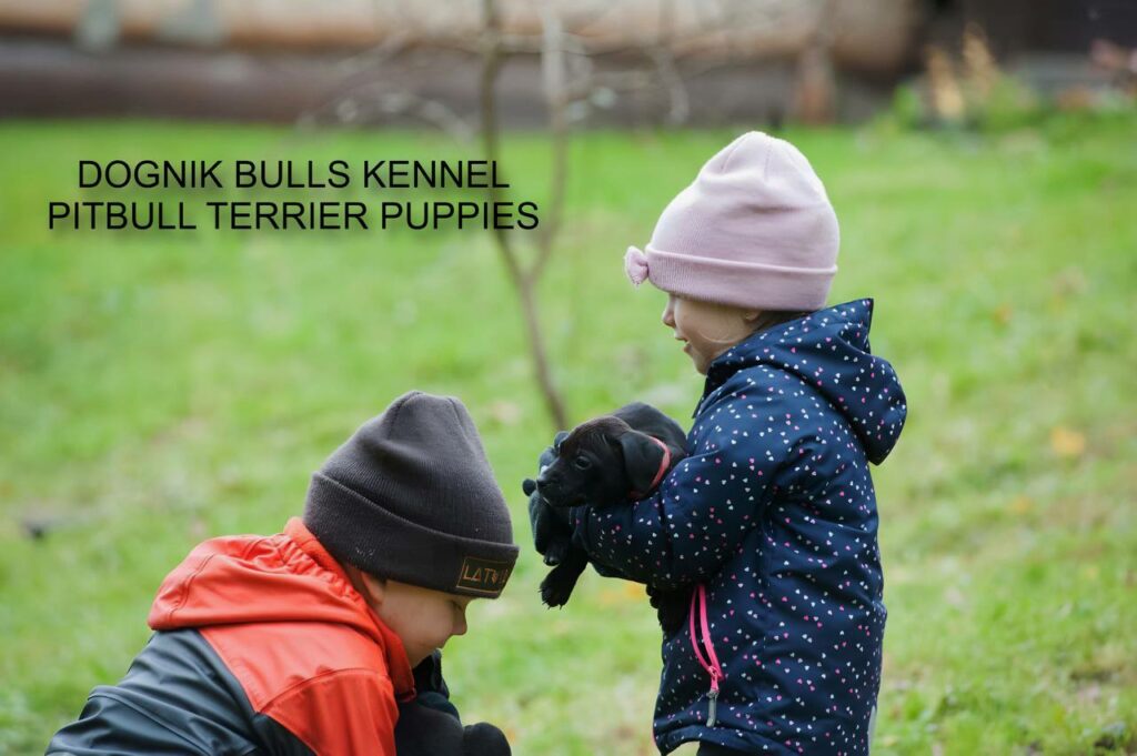 pitbull puppies with children outdoors, Dognik Bulls kennel Latvia