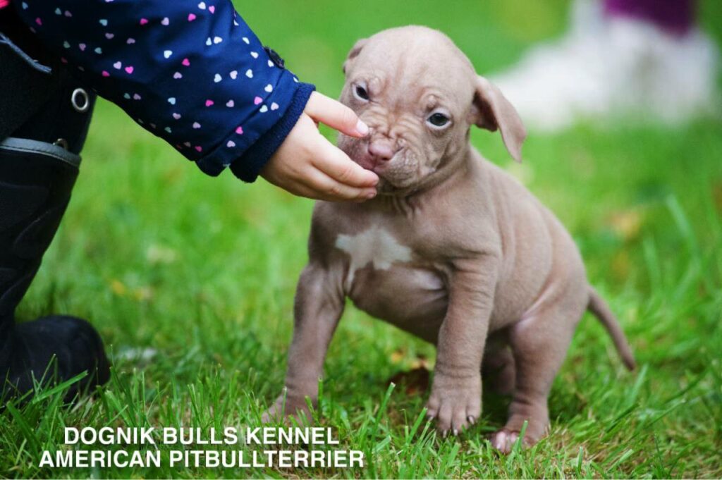 red nose american pitbull terrier puppy interacting with child, Dognik Bulls kennel