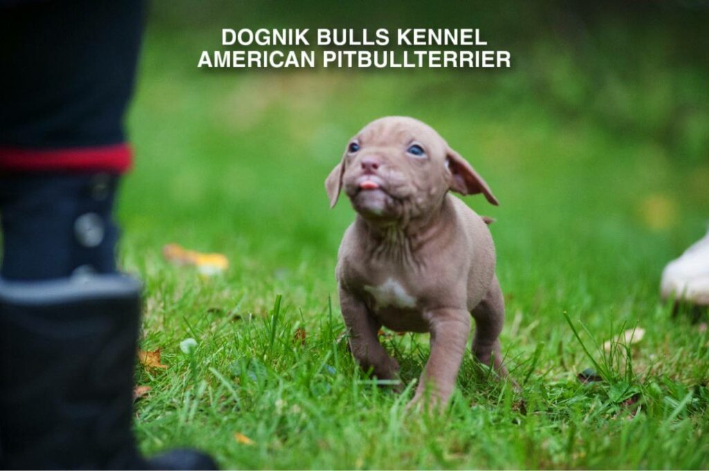 red nose pitbull puppy running to owner outdoors, Dognik Bulls kennel Finland