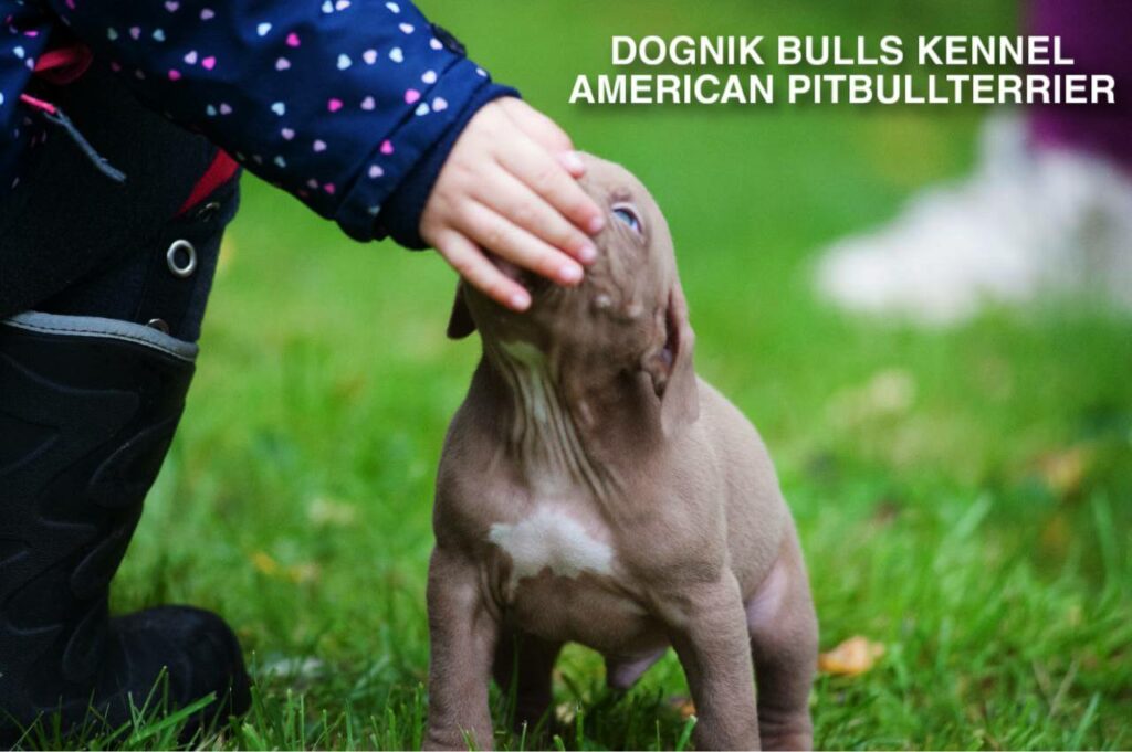 red nose pitbull puppy and child together otdoors, Dognik Bulls kennel