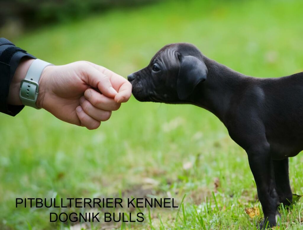 black pitbull terrier puppy sniffing human hand outdoors, Dognik Bulls kennel