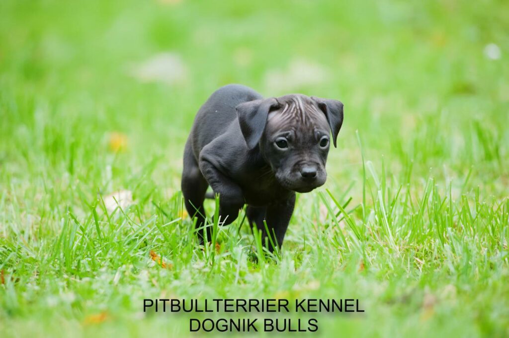 black pitbull puppy walking on green grass, Dognik bulls kennel Latvia