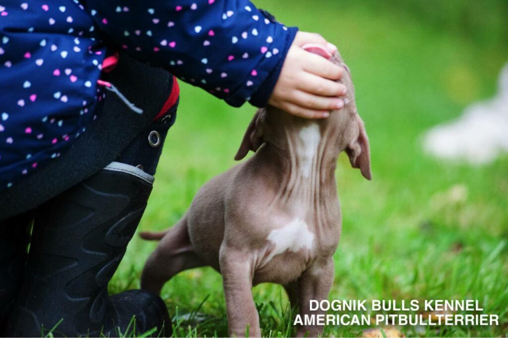 american pitbull terrier rednose puppy walking on grass, Dognik Bulls kennel