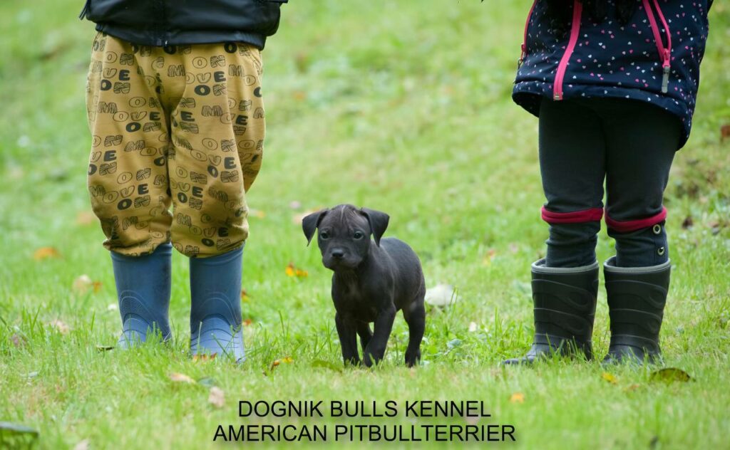 american pitbull terrier puppy from Dognik Bulls kennel playing with children, Dognik Bulls kennel Latvia