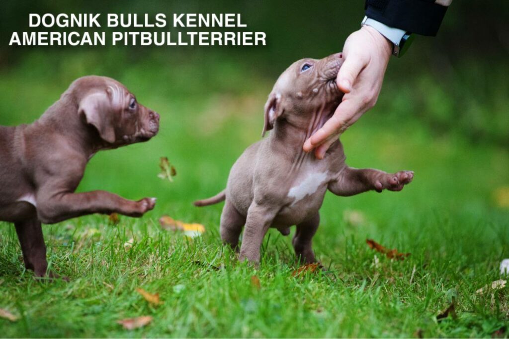 two rednose pitbull terrier puppies playing outside, Dognik Bulls kennel Europe