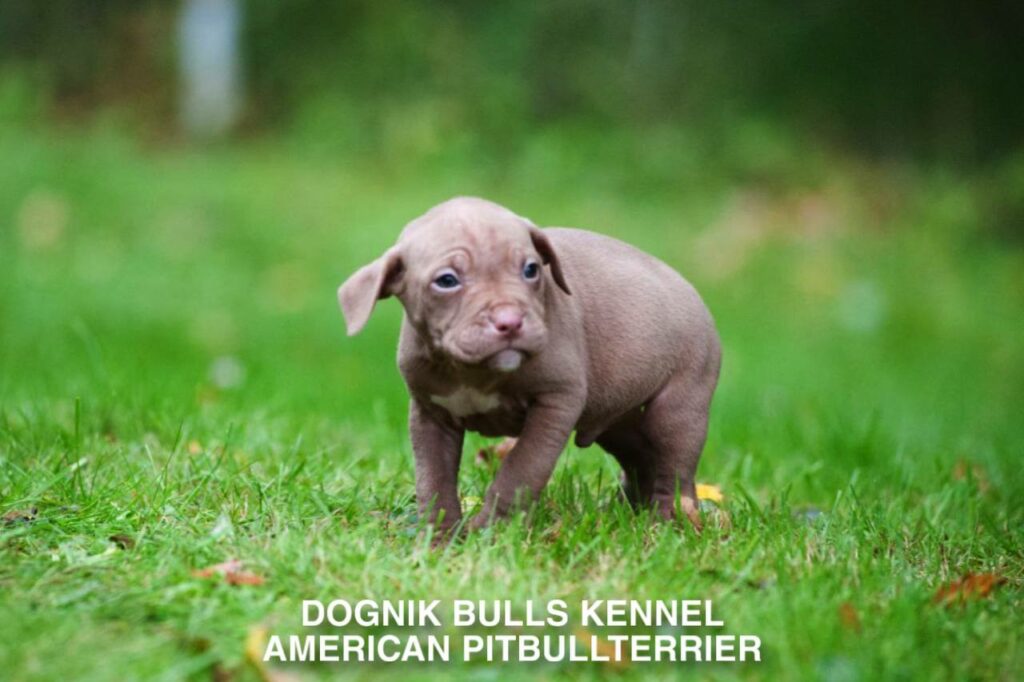 red nose american pitbull terrier puppy on grass, Dognik Bulls kennel Finland