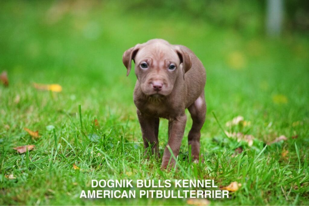 red nose american pitbull terrier puppy on green grass, Dognik Bulls kennel Latvia