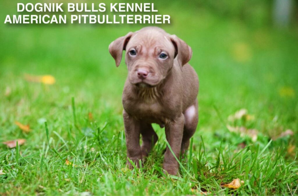 red nose american pitbull terrier puppy on green grass, Dognik Bulls kennel Latvia