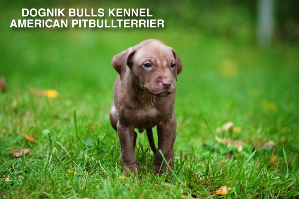 red nose american pitbull terrier puppy on green grass, Dognik Bulls kennel Latvia