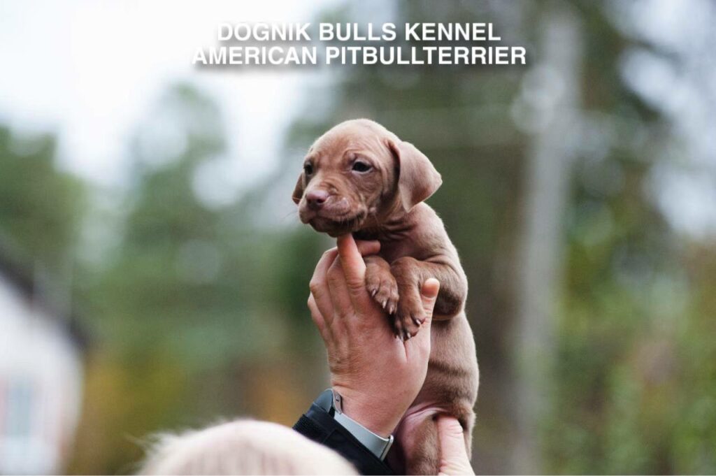 pitbull puppy outdoors, Dognik Bulls kennel Finland