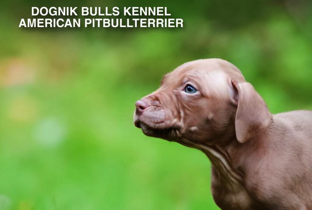 red nose american pitbull terrier puppy on green grass, Dognik Bulls kennel Latvia