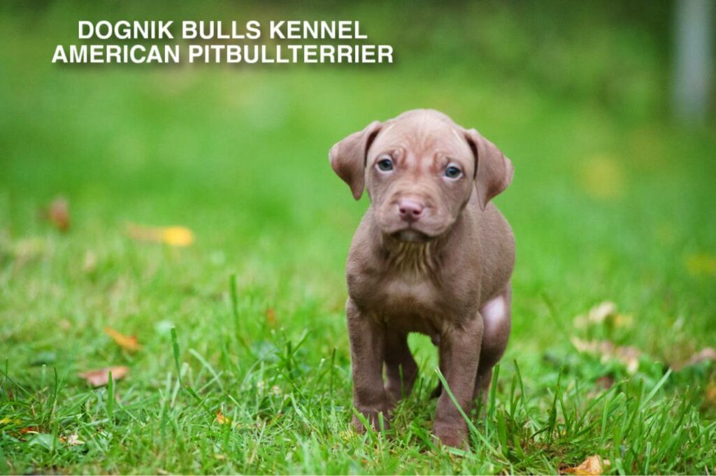 red nose american pitbull terrier puppy on green grass, Dognik Bulls kennel Latvia