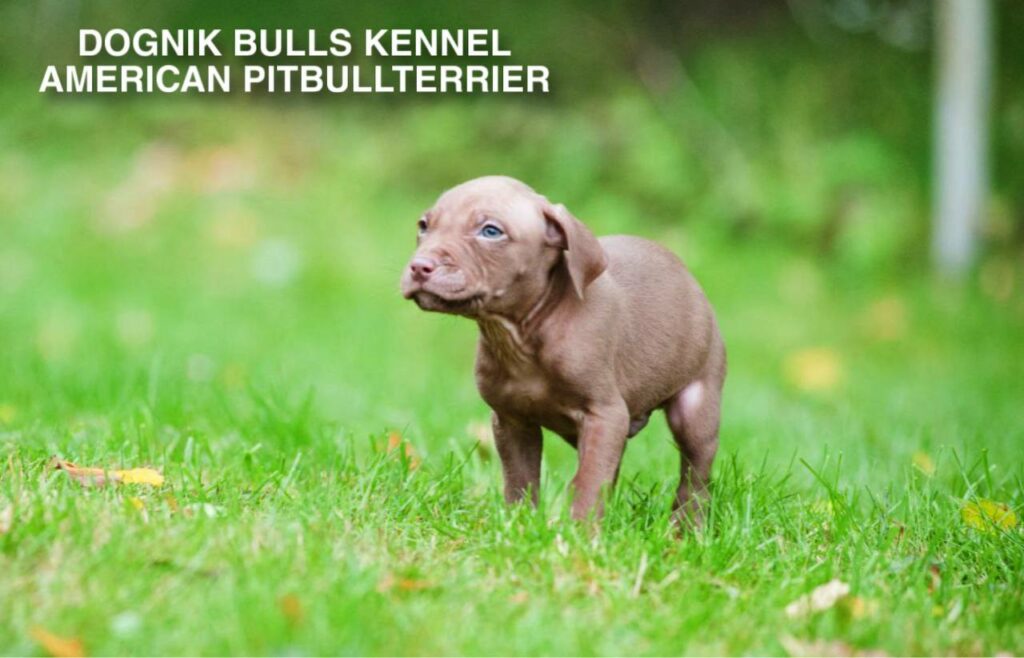 red nose american pitbull terrier puppy on green grass, Dognik Bulls kennel Latvia