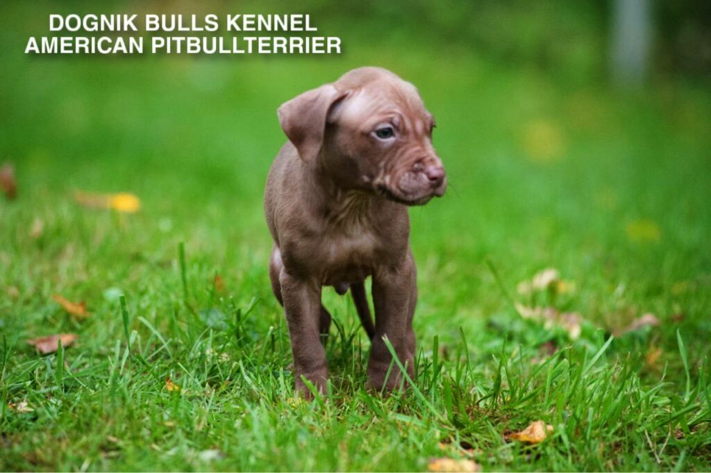 red nose american pitbull terrier puppy on green grass, Dognik Bulls kennel Latvia