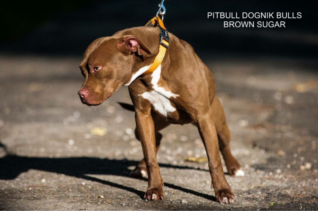 American pitbull terrier kennel