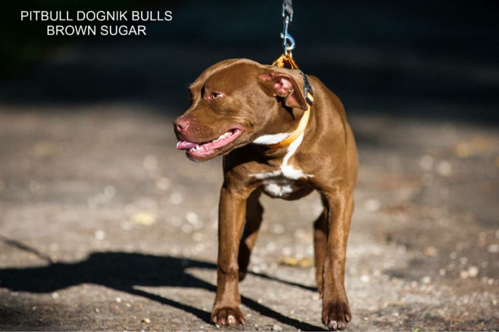 American pitbull terrier kennel