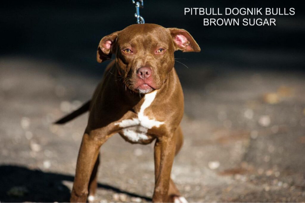 American pitbull terrier kennel