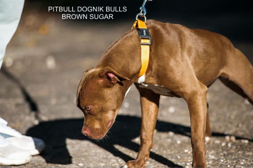 American pitbull terrier kennel