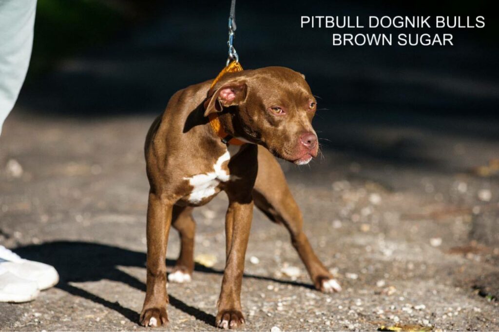 American pitbull terrier kennel