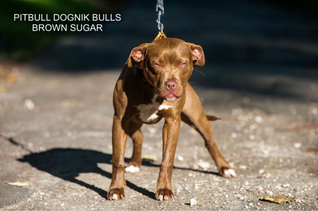 American pitbull terrier kennel