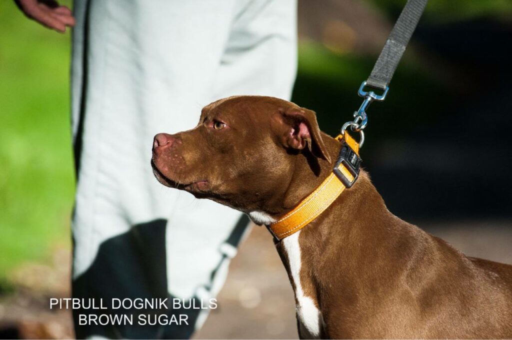 American pitbull terrier kennel
