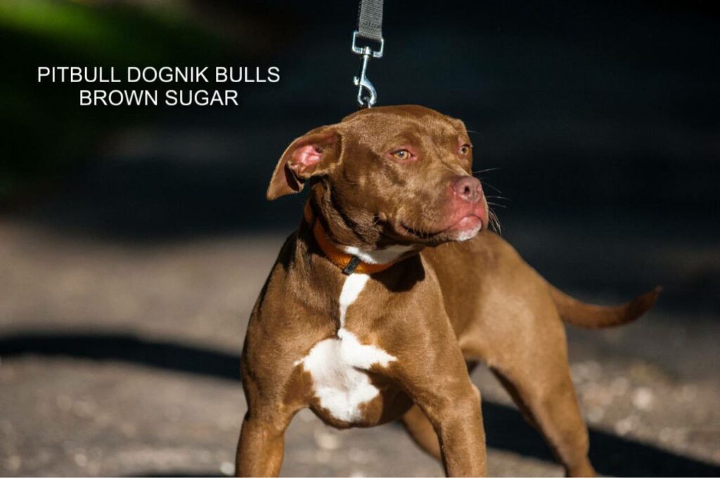 American pitbull terrier kennel