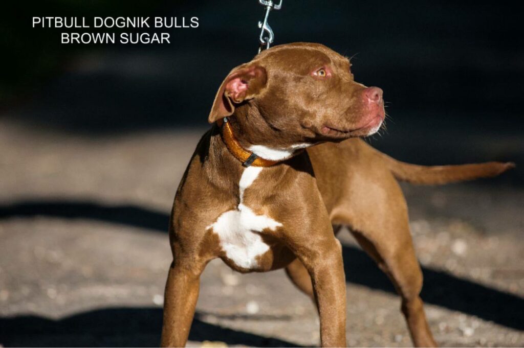 American pitbull terrier kennel