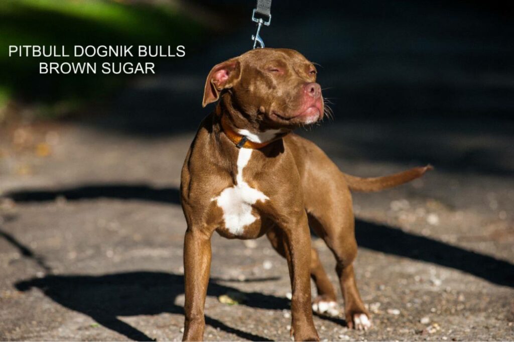 American pitbull terrier kennel