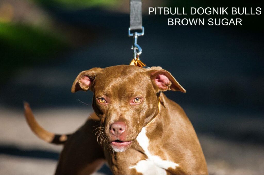 American pitbull terrier kennel